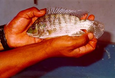 Improved tilapia strains to boost Ghana