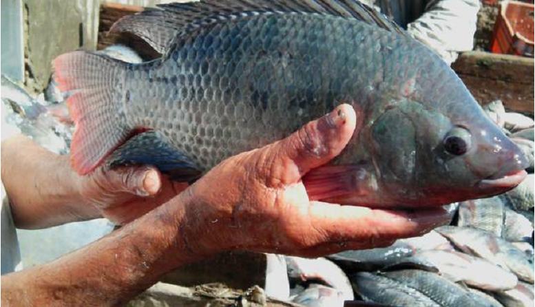 Tilapia demand ‘soft’