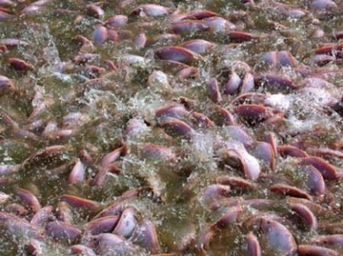 ASC launches project to bring transparency to Chinese tilapia industry