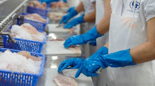 Pangasius is the Netherlands’ favorite fish
