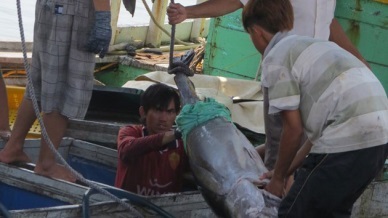 Philippines, Vietnam cooperate in tuna industry