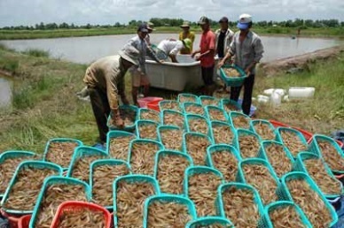 Ca Mau:  VietGAP certified whiteleg shrimp harvested