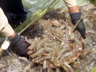 Bac Lieu: 144,341 MT of fish production in Jan-June  
