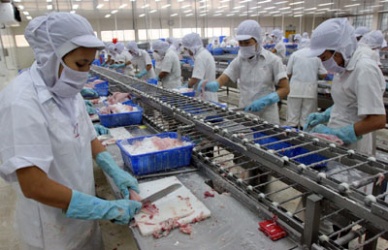 An Giang: Unanimity among export companies to develop pangasius production and export