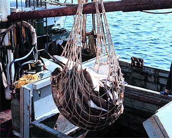 Alaska seafood confirmed safe from Fukushima radiation