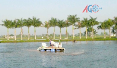 An Giang: 38 percent of pangasius farming area under international standards