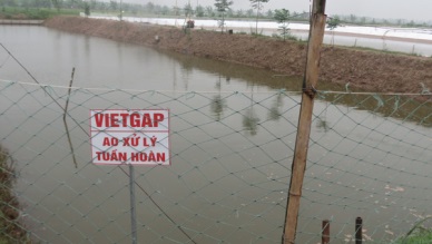 Ninh Binh: VietGAP whiteleg shrimp model to be multiplied