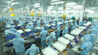 Bien Dong Seafood established clean pangasius farming area