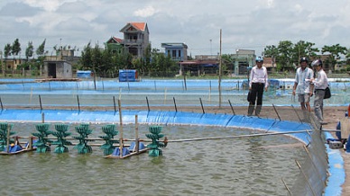 Nam Dinh: Developing aquaculture under VietGAP standard
