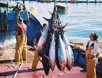 European tuna industry concerned by Philippine expectations