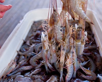 Shrimp: A year of risk?