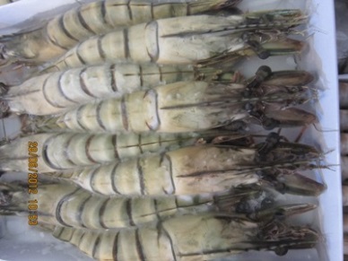 The U.S. - the largest importer of Vietnam seafood