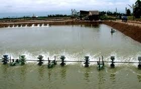 Kien Giang: capture and aquaculture production ups