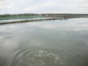 Farming sea cucumber and prawn - effective and sustainable