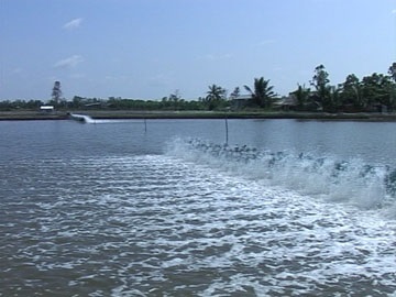 Ca Mau booming whiteleg shrimp cultivation