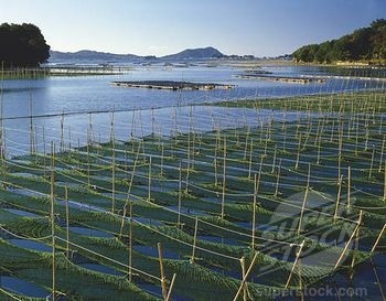 Govt report: Aquaculture key to global fish supply