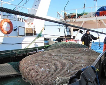 Slight increase in exported seafood volume