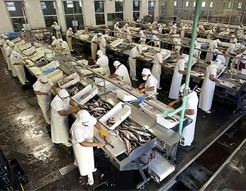 Argentina: Upward trend for squid and shrimp exports