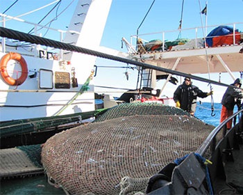 Squid and shrimp exports continue on the rise