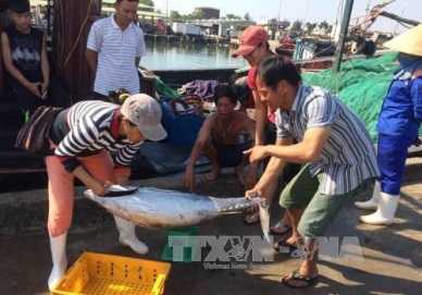 Thua Thien – Hue: offshore fishing fares well