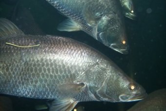 Aquaculture industry facing challenges from climate change