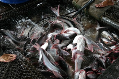 Vietnam had the second highest fish production, after Indonesia