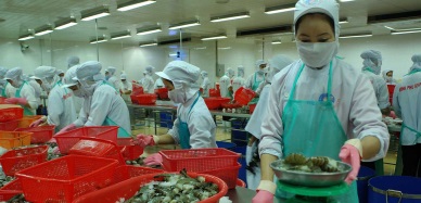Vietnam shrimp exports to China: whiteleg shrimp up, black tiger shrimp down