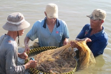 Bac Lieu: shrimp harvested area ups