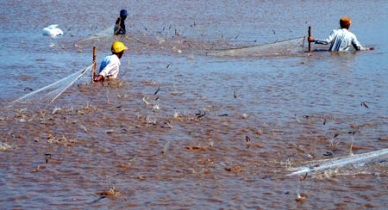 Bac Lieu expanding whiteleg shrimp farming