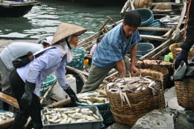 Bac Lieu: Fish production hit 22,969 MT in April