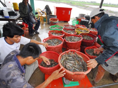 Bac Lieu: 144,341 MT of fish production in Jan-June  
