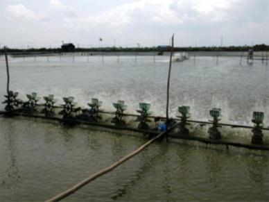 Ca Mau: expanding industrial shrimp farming area