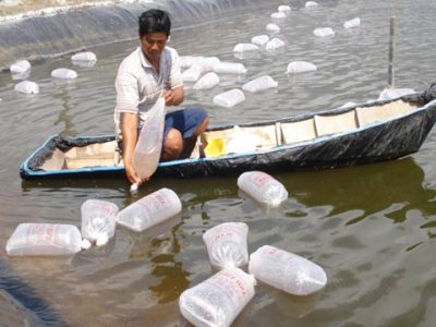 Farmers’ concerns about black tiger shrimp insurance 