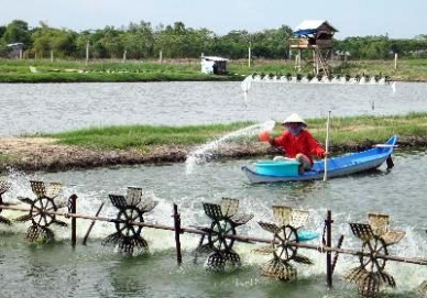 Pilot agricultural insurance for farmed pangasius and shrimp 