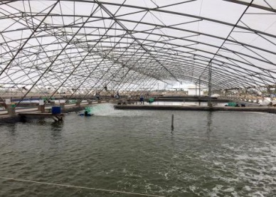 Binh Dinh approves hi-tech shrimp farming project