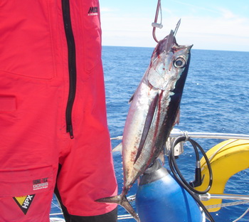 WCPFC Members Blind To The Fate Of Bigeye: Says WWF