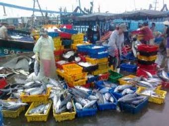 Binh Thuan: Rise in wild catch through February