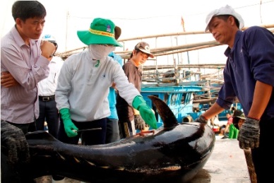 Binh Dinh: Tuna is selected to be a key agricultural product