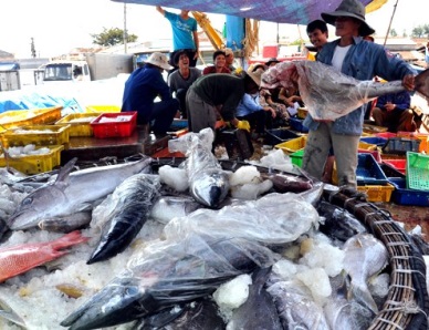 Binh Dinh receives help from Japanese companies in tuna processing