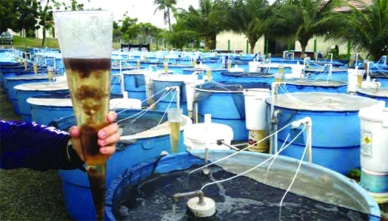 Biofloc helps farmers control EMS in 2014