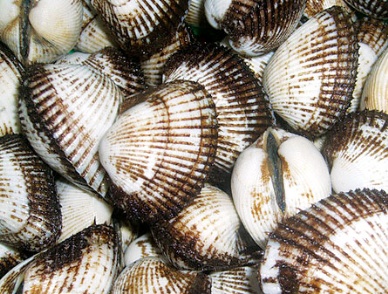 Slight down in bivalve mollusk exports