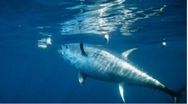 Japan to farm bluefin tuna on land