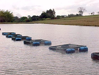 Government plans 10-fold aquaculture production rise 
