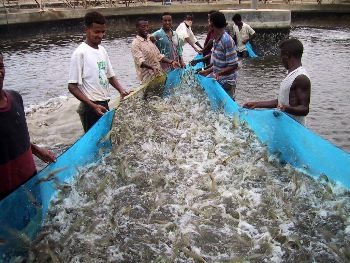 Shrimp producers try to block Argentinean shrimp entry