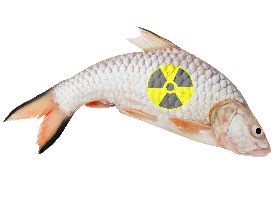 Fukushima Launches Fish Safety Website