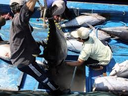 Phu Yen: Sharp increase in tuna catch