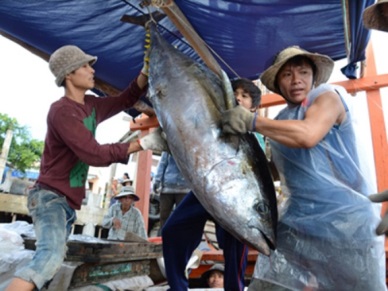 Phu Yen: Good catch of ocean tuna