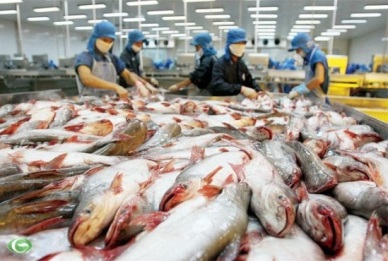 China - promising market of Vietnam pangasius in 2016?