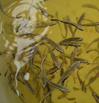 Kien Giang intensifying quality control of fish seed