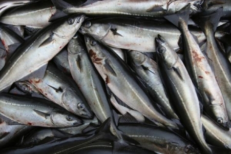 FAO 2012 Global Ground Fish Outlook